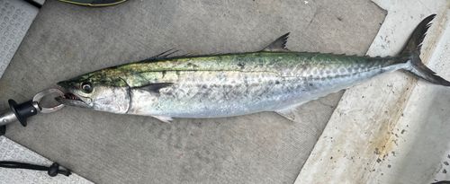 サワラの釣果