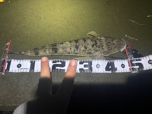 マゴチの釣果