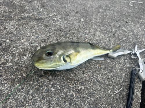 ドクサバフグの釣果