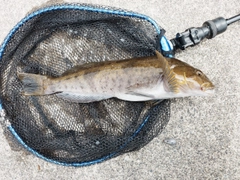 アイナメの釣果
