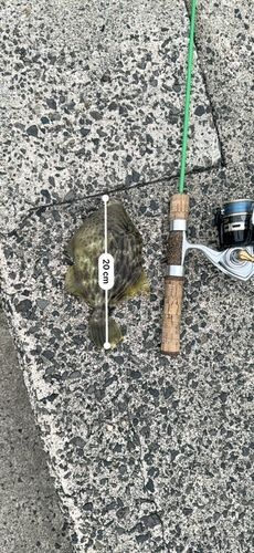 カワハギの釣果
