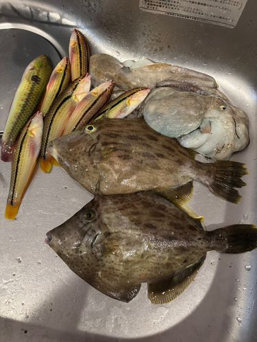 カワハギの釣果