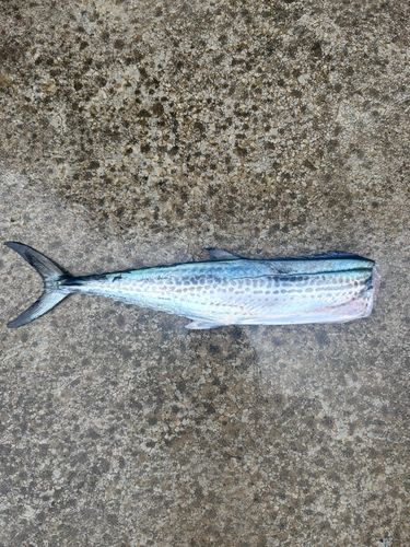 サワラの釣果