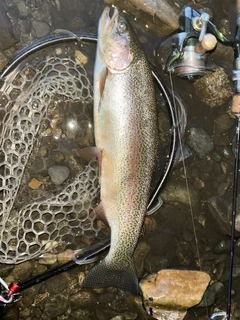 ニジマスの釣果