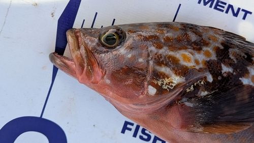 キジハタの釣果