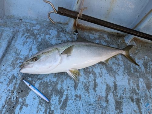 ブリの釣果