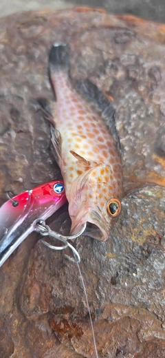 オオモンハタの釣果