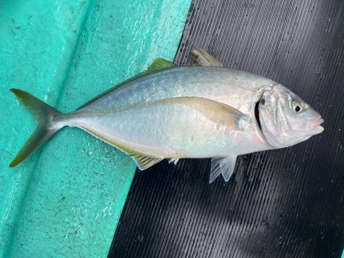 シマアジの釣果