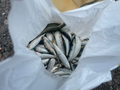 マイワシの釣果