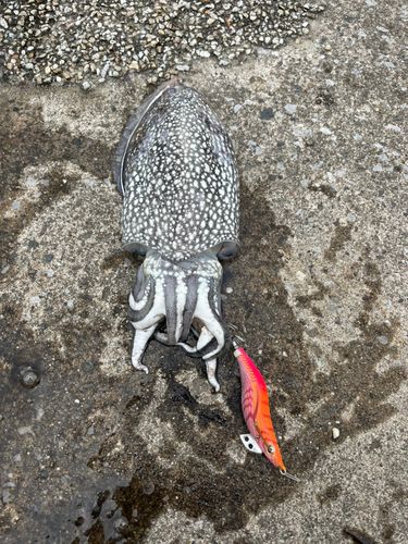 シリヤケイカの釣果