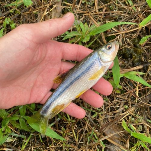 カワムツの釣果