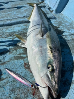ブリの釣果