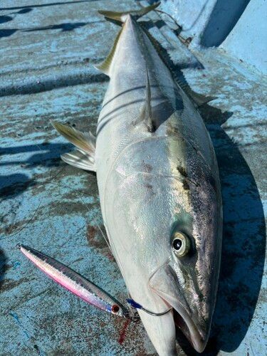 ブリの釣果