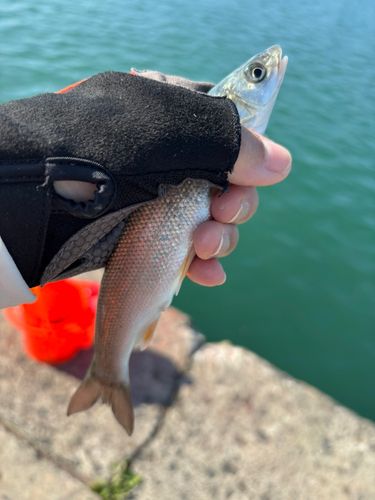 ウグイの釣果