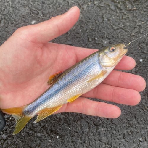 カワムツの釣果