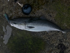 ブリの釣果