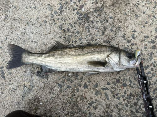 フッコ（マルスズキ）の釣果