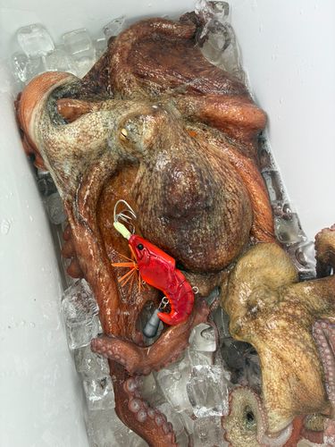 マダコの釣果