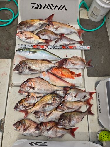 マダイの釣果