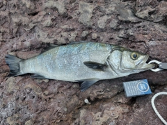ヒラスズキの釣果