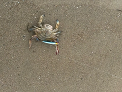 カニの釣果