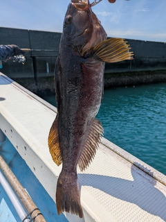 アブラコの釣果