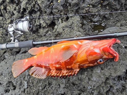 アカハタの釣果
