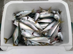マサバの釣果