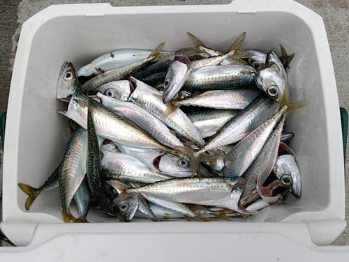マサバの釣果