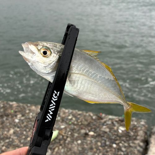 シマアジの釣果