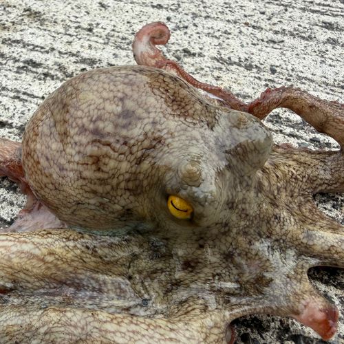 マダコの釣果