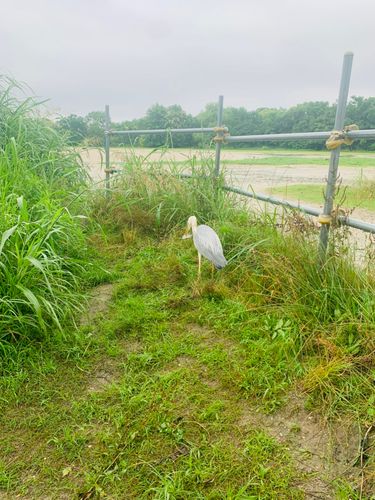 ブルーギルの釣果