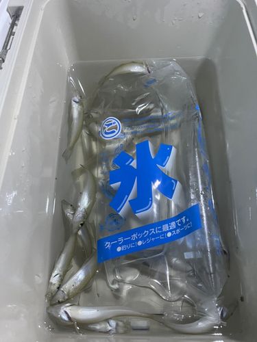 キスの釣果