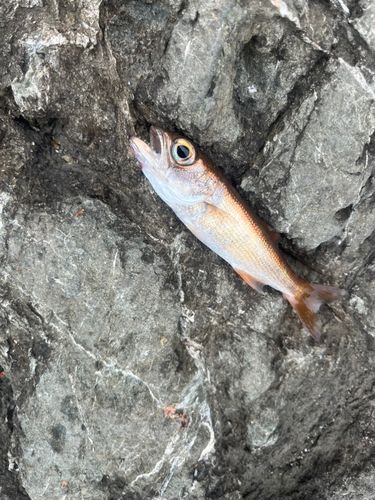 ムツの釣果