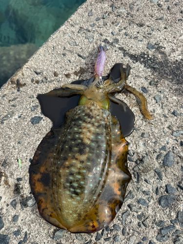 アオリイカの釣果