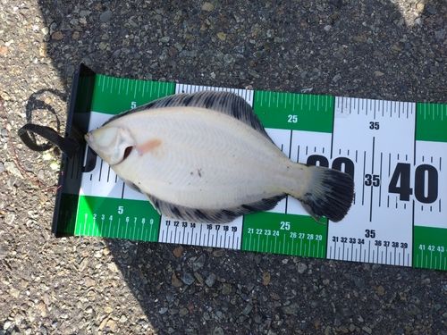 クロガシラガレイの釣果