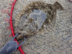 ヒラメの釣果