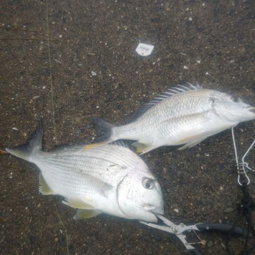 ヘダイの釣果