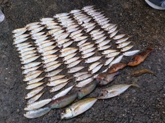 アジの釣果