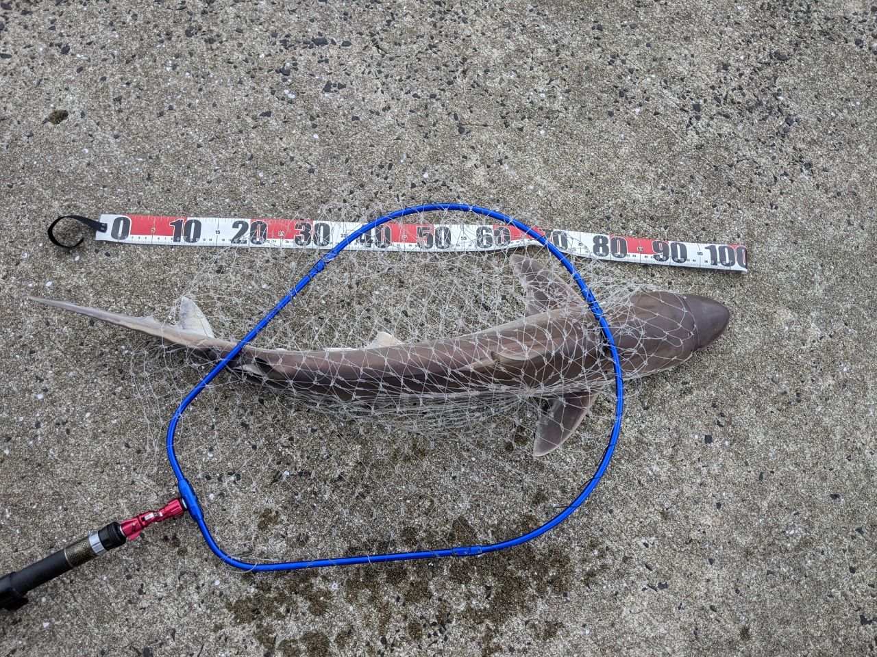 サメの釣果写真