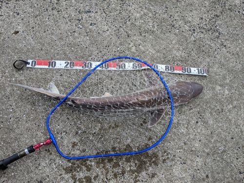 サメの釣果