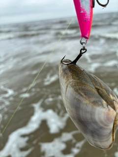 カニの釣果