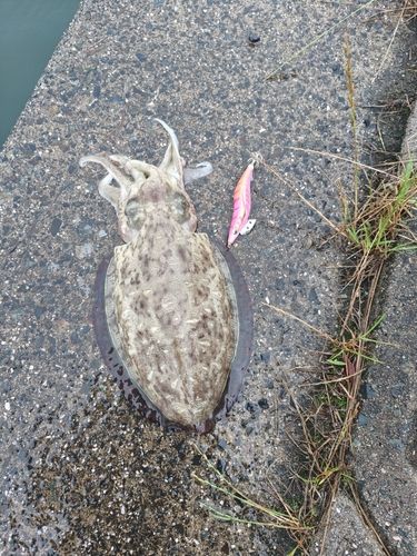 モンゴウイカの釣果