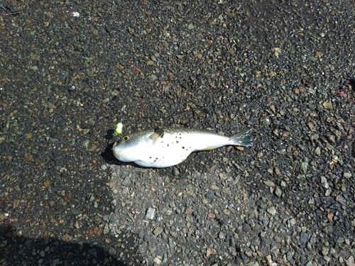 フグの釣果