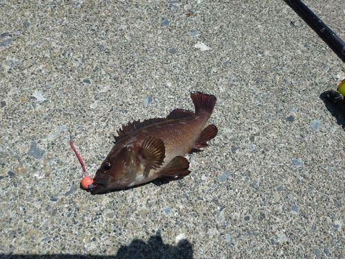 ガヤの釣果