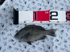グレの釣果
