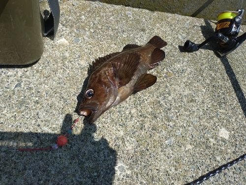 ガヤの釣果