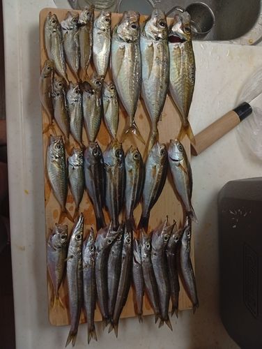 ヤマトカマスの釣果