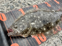 ヒラメの釣果
