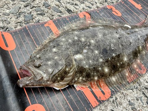 ヒラメの釣果